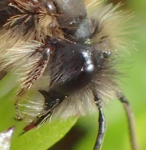 Andrena sp.